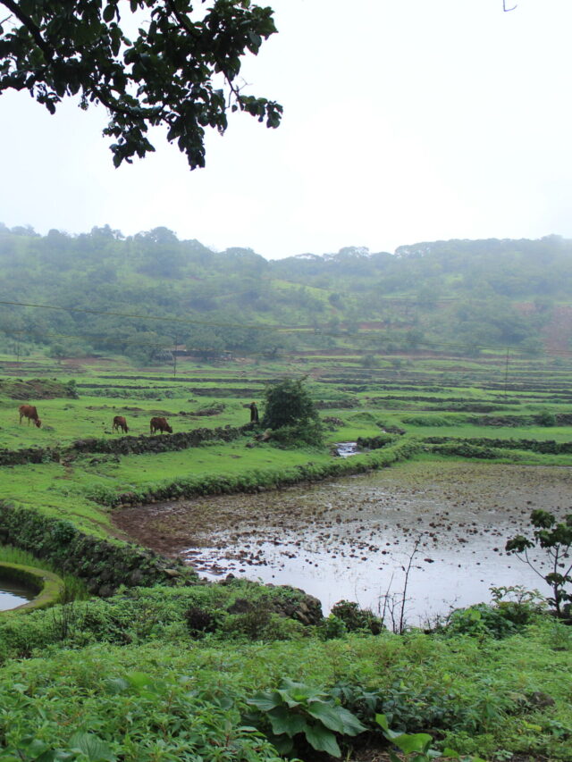 Beat  the monsoon gut  blues