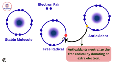Neutralization of free radicals